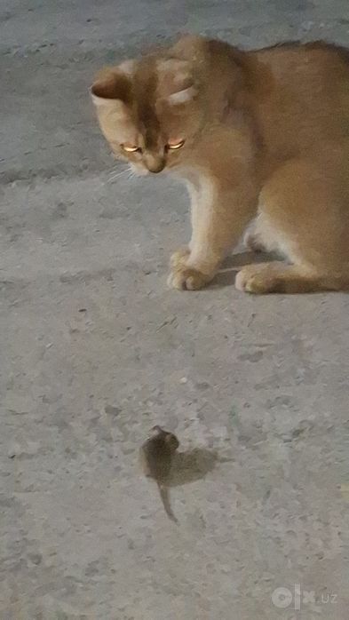 Zalataya shinhsila 1 yosh