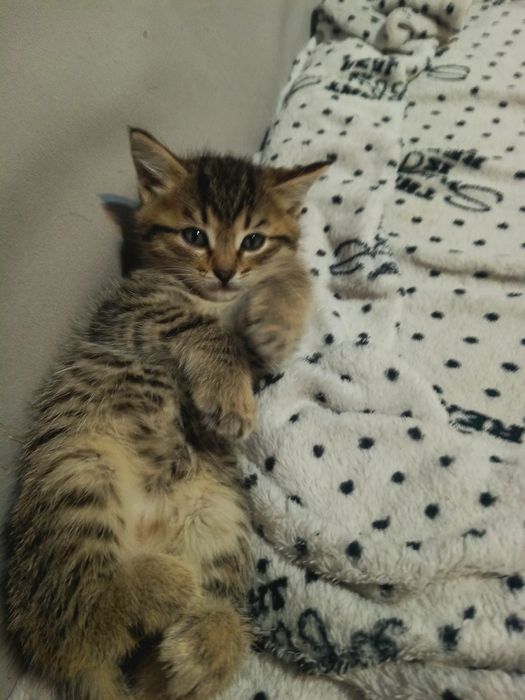 Котята. Найденыши ищут дом