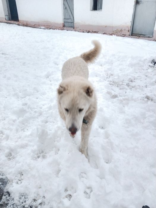 Кушік сатыладі аю  аппақ адемі