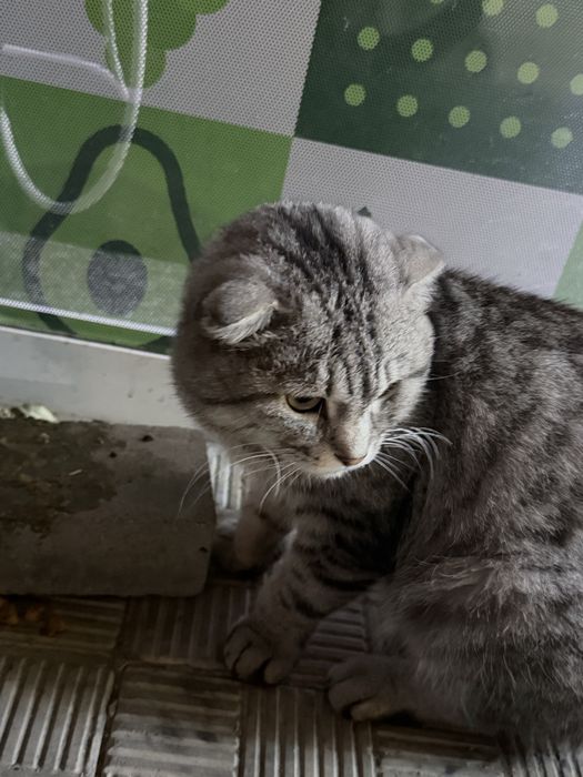 Ищем преждних или новых хозяев для кота