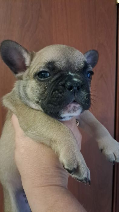 Французские бульдоги щенки