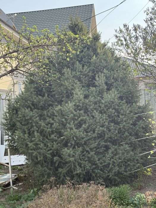 Продам ёлку очень красивая