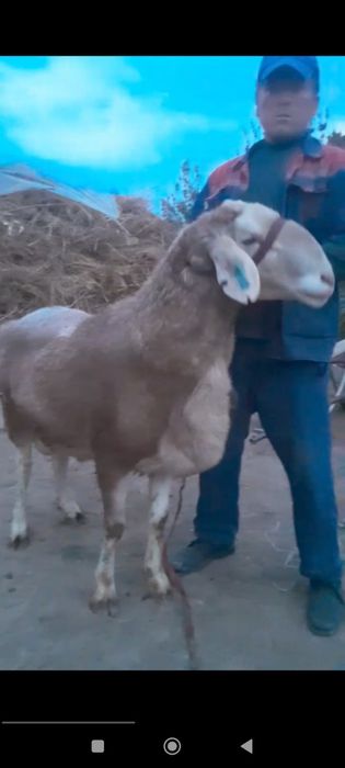 Zottor qoʻchqor sotiladi