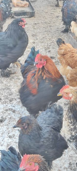 Петухи молодые майские.