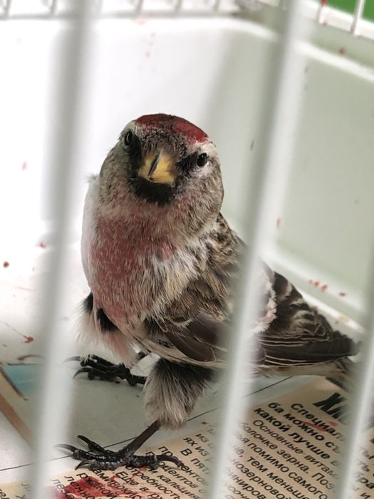 Чечетка самец красный