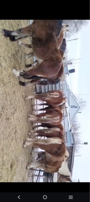 Кобылки двухлетки