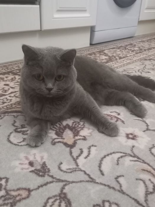 Отдам в добрые руки кошку британку