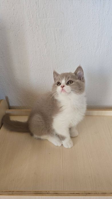Британски котки късокосмести