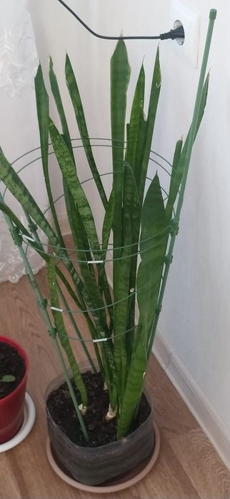 Цветы для офиса, школы, дома