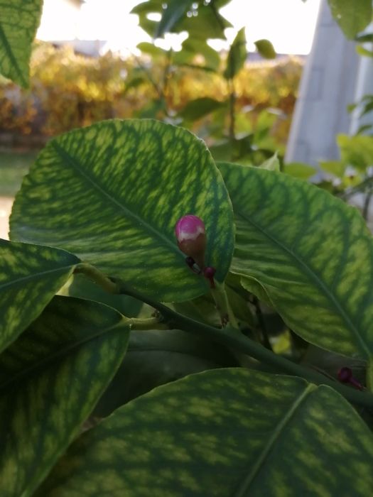 Vind lamii altoit întrat pe rod de 15 ani Are doi metri înălțime fruct