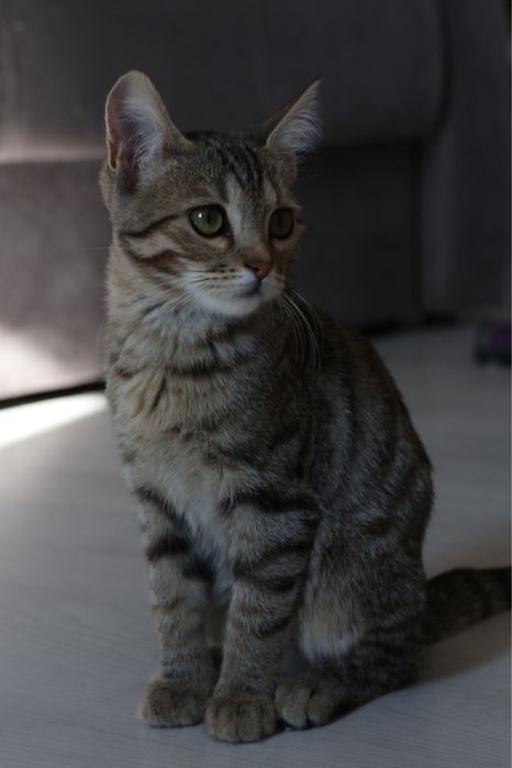 Кошечка, 3 месяца