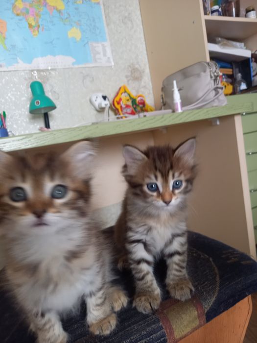 Отдам  бесплатно котят