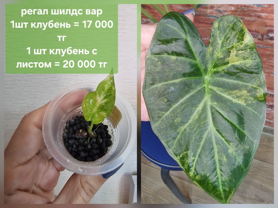 Комнатные цветы (домашние)