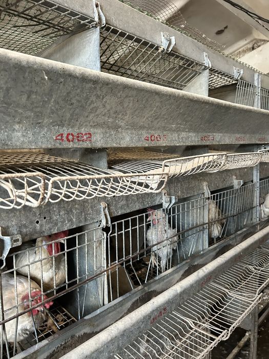 Клетки, несушкам