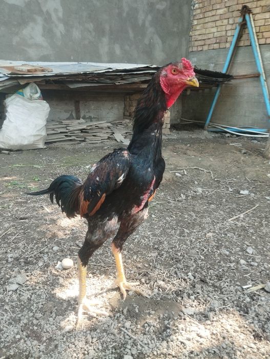 Dakan xoroz sotiladi