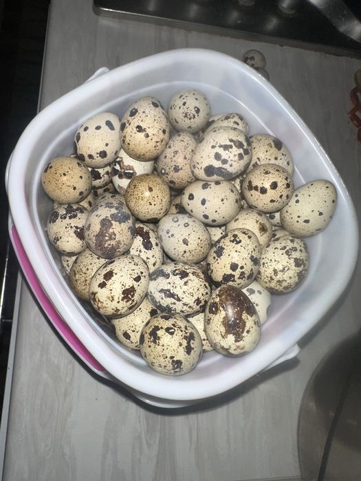 Яйцо перепелов домашнее