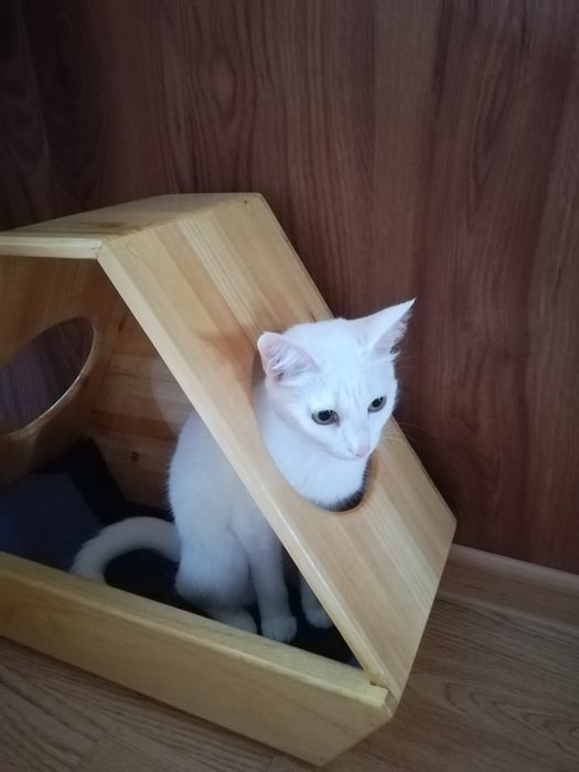 Домик для кошки "Мечта астронавта"