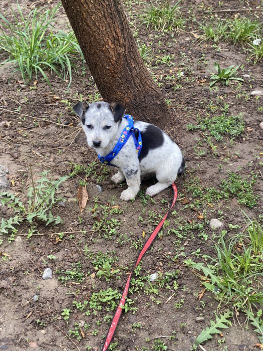 Щенки девочки помесь