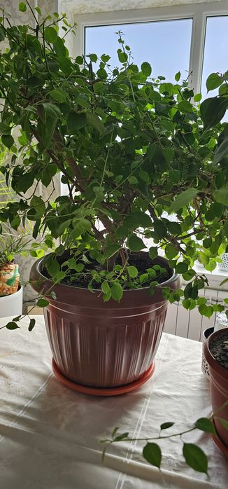 Фиолетовая бугенвиллия, фикус Али большая