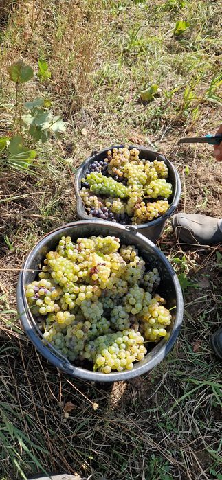 Must Riesling 2026