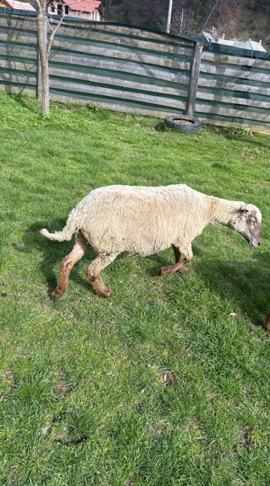 Oaie bună pentru sacrificat