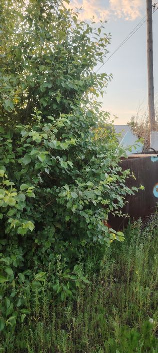 Продаётся дачный участок