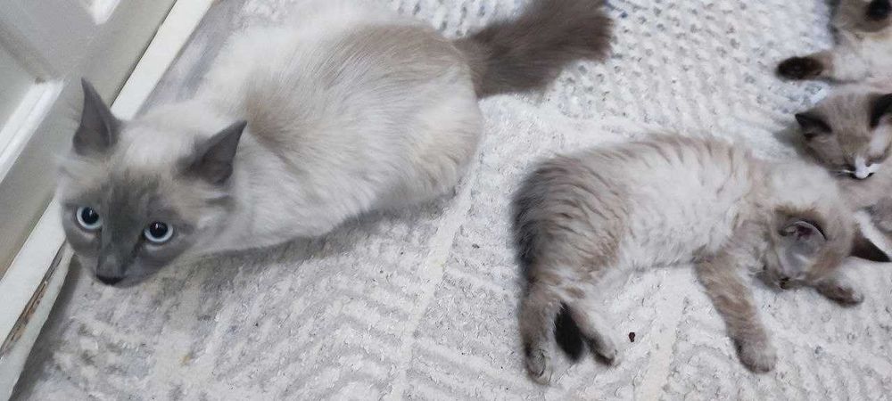 Чистокровная сиамская кошка с котятами в добрые руки!