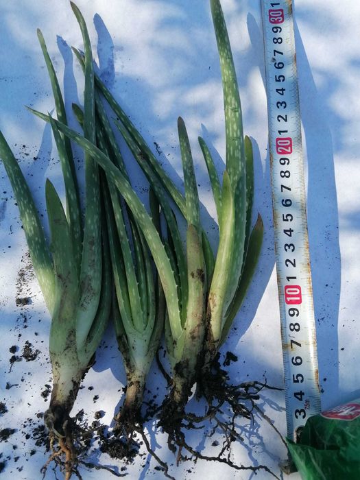 Vand aloe vera B.MILLER.  +5ANI