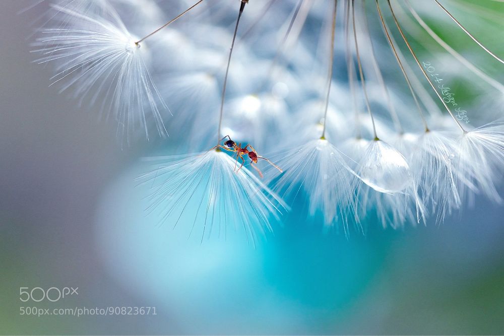 Sigma Art AF 70mm F/2.8 DG MACRO Sony E