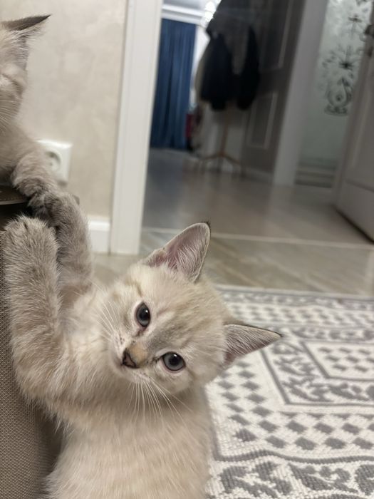 Продаю миленьких Котят