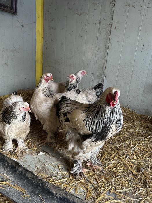 Продам петуха и куриц