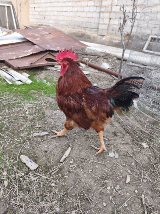 Петухи Хан хап  майский