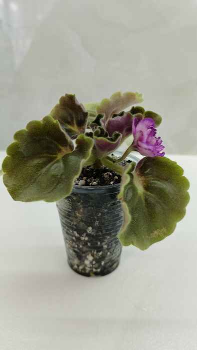 Фиалка. Девочка с веером