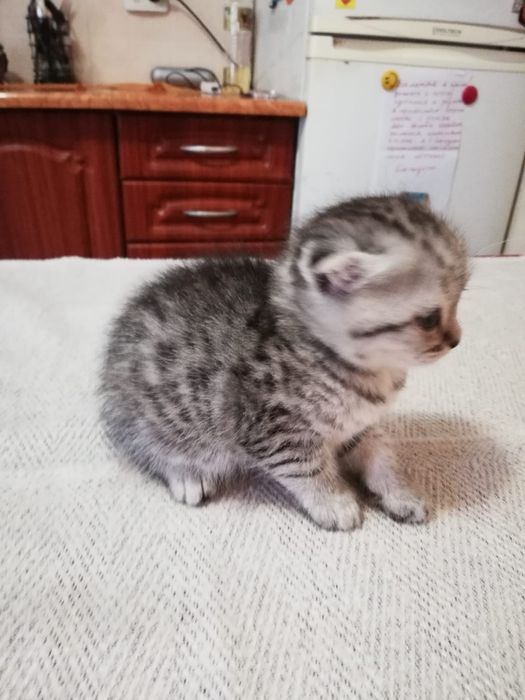 Продам Шотланских вислаушки ,Скоттиш  фолд !