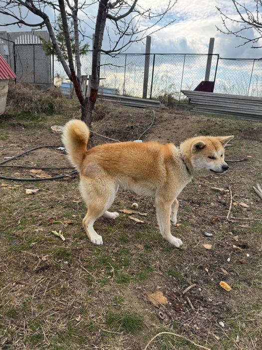 Akita-inu (Yapon akitasi) sotiladi