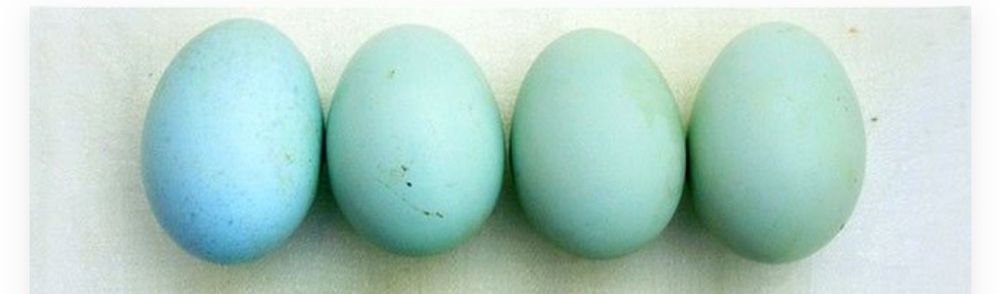 Продам инкубационные яйца
