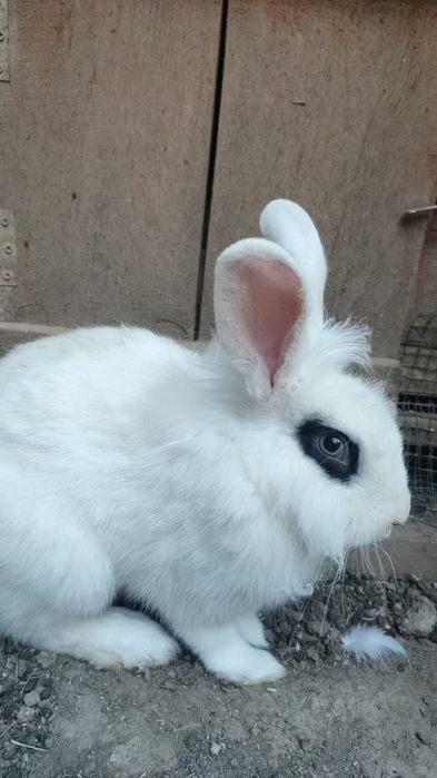 Iepure mascul cotoc metis cap de leu