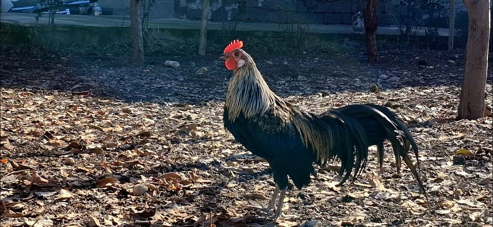 ФЕНИКС ПЕТУХ 4,5 месячный