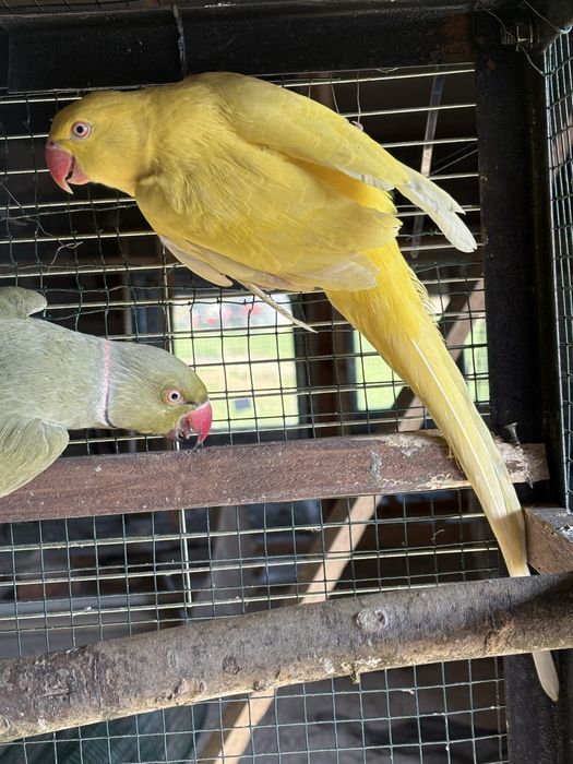 Разменям малки Александъри