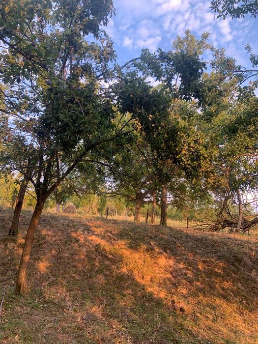 Prune de vânzare pentru țuică
