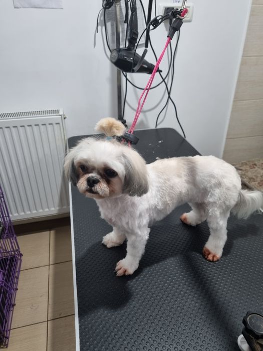 Coafor canin Micalaca