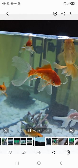 Carasi aurii 5 bucati