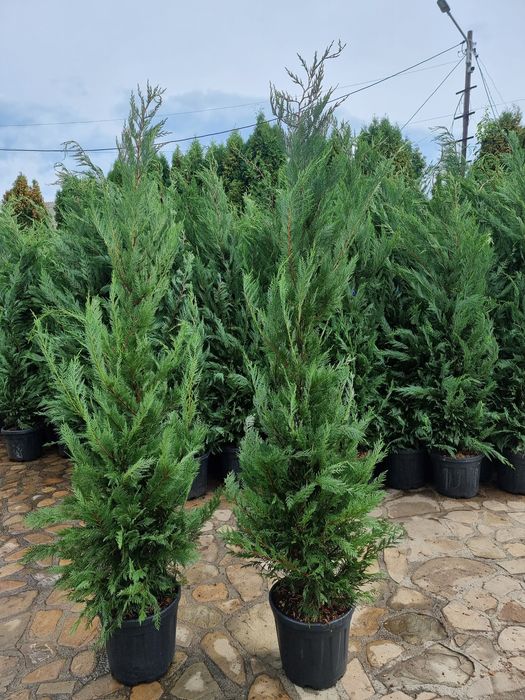 Leylandi chiparos ( gard viu)