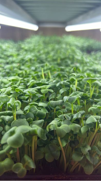 Microplante En Gross