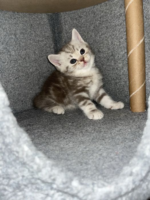 Котята,шотланд-британские