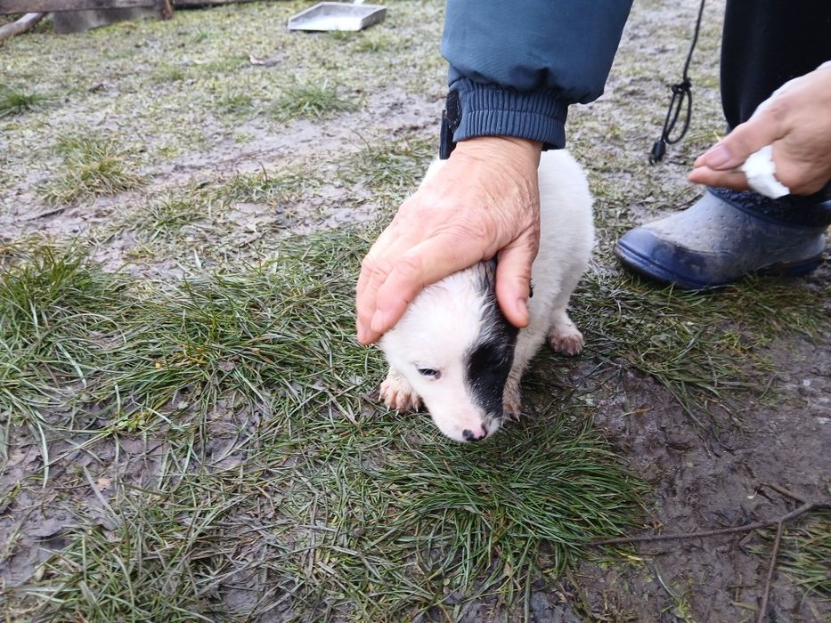 Adoptii Animale  de companie