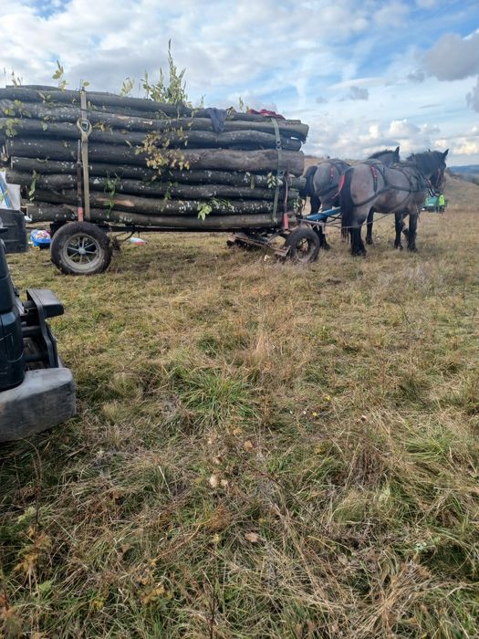 Vând 2 iepe cuminte