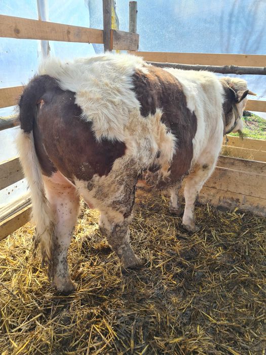 Vand 3 taurasi de rasa