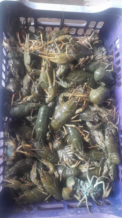 Продам раков в городе Семей