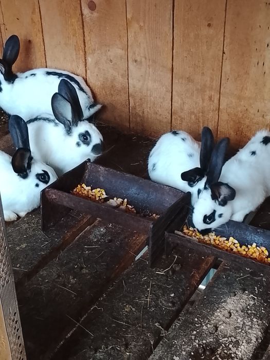 Vând iepuri fluture german